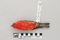 Piranga olivacea image