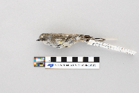 Dendroica coronata image