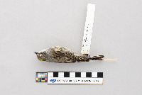 Dendroica coronata image