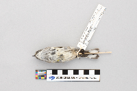Dendroica coronata image
