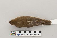 Catharus fuscescens image