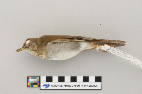 Catharus fuscescens image