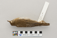 Catharus fuscescens image