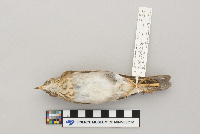 Catharus fuscescens image