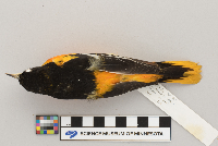 Icterus galbula image