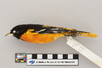 Icterus galbula image