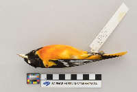 Icterus galbula image