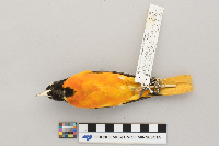 Icterus galbula image