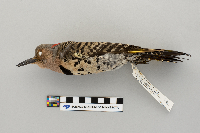 Colaptes auratus image