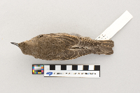Sturnus vulgaris image