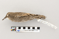 Sturnus vulgaris image