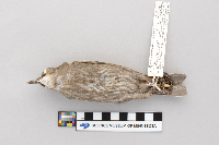 Sturnus vulgaris image