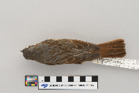 Passerella iliaca image