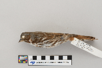 Passerella iliaca image