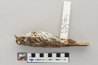 Passerella iliaca image