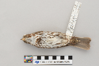 Passerella iliaca image