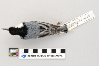 Sitta carolinensis image