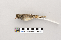 Junco hyemalis image