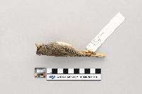 Junco hyemalis image