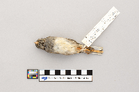 Junco hyemalis image