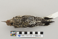 Sphyrapicus varius image