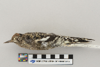 Sphyrapicus varius image