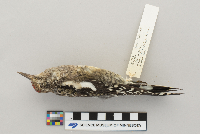 Sphyrapicus varius image