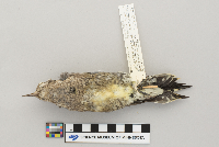 Sphyrapicus varius image