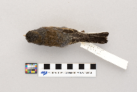 Junco hyemalis image