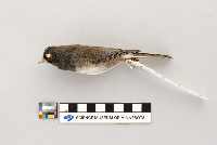 Junco hyemalis image