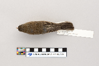 Junco hyemalis image