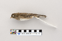 Junco hyemalis image