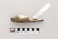 Junco hyemalis image