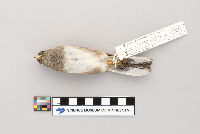 Junco hyemalis image