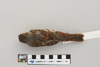Passerella iliaca image