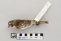 Passerella iliaca image