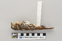 Passerella iliaca image