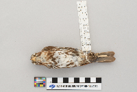 Passerella iliaca image