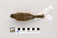 Junco hyemalis image