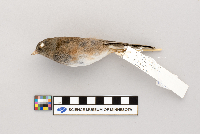 Junco hyemalis image