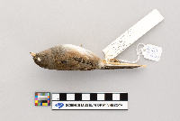 Junco hyemalis image