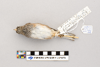 Junco hyemalis image