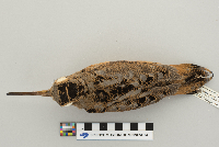 Scolopax minor image