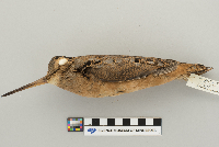 Scolopax minor image