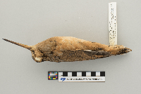 Scolopax minor image