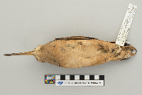 Scolopax minor image