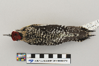 Sphyrapicus varius image