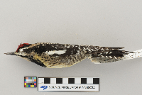 Sphyrapicus varius image