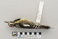 Sphyrapicus varius image