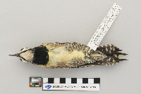 Sphyrapicus varius image